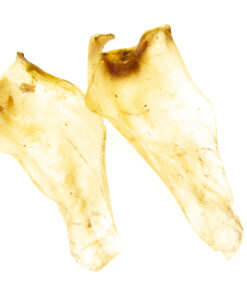 Rinder-Ohren ohne Muschel