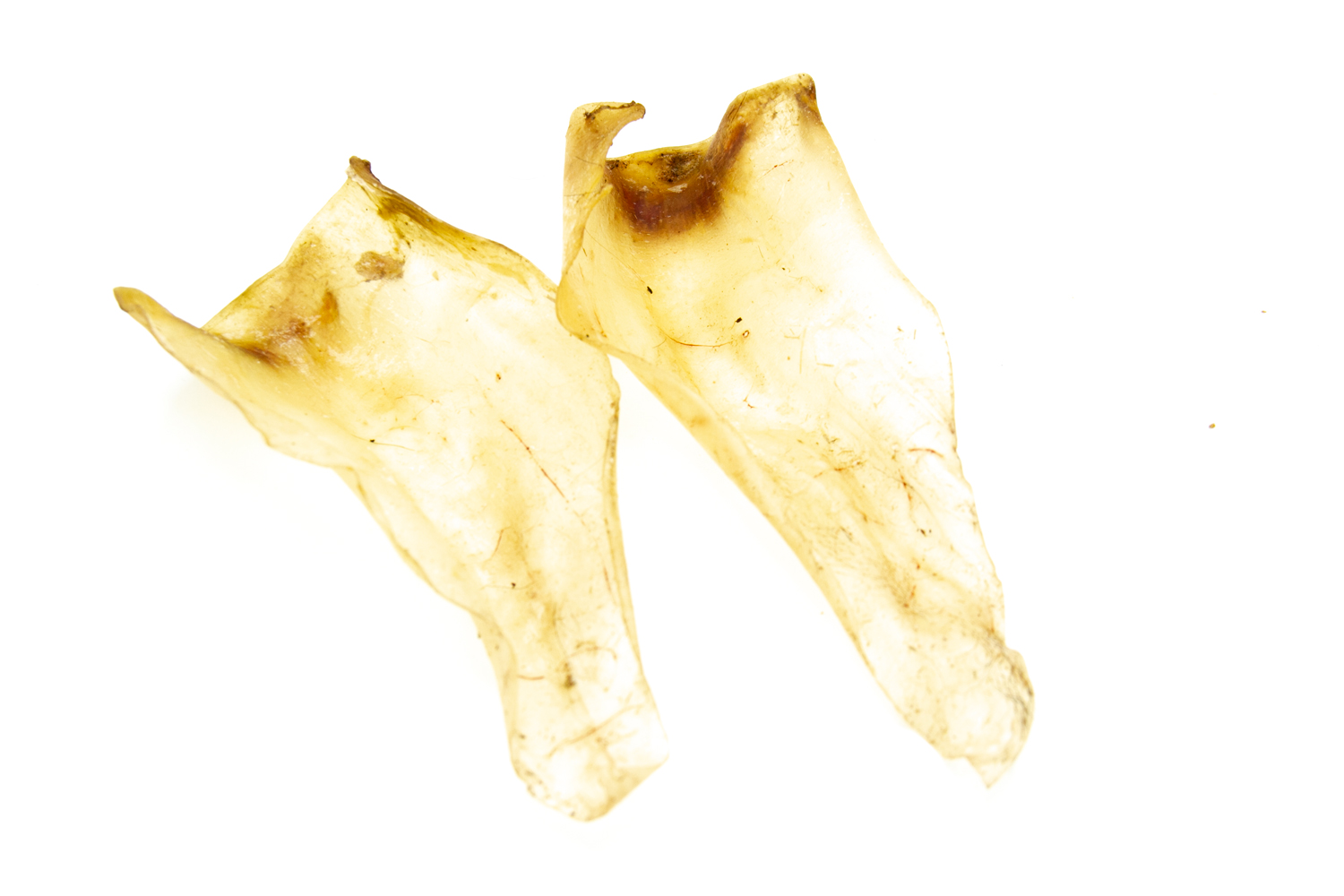 Rinder-Ohren ohne Muschel